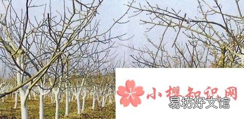 为什么树干涂白好？