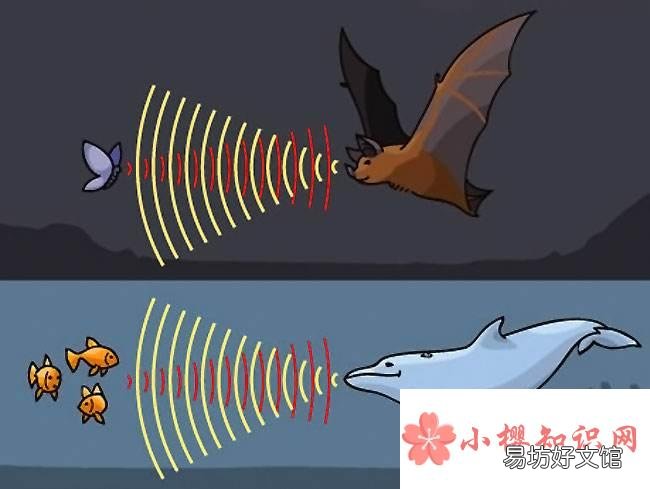 什么是次声波?