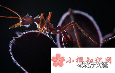 世界上最大的蚂蚁是什么？