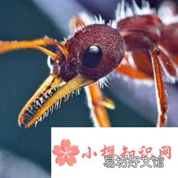 世界上最大的蚂蚁是什么？
