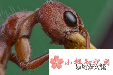世界上最大的蚂蚁是什么？