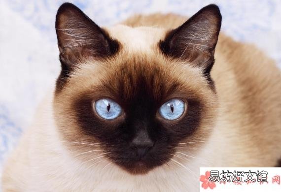 长辈养猫前后有哪些改变 养猫前后的长辈有什么变化