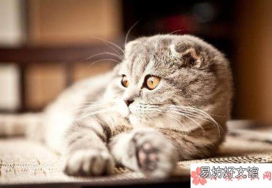 长辈养猫前后有哪些改变 养猫前后的长辈有什么变化
