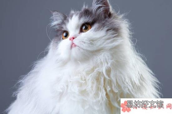 长辈养猫前后有哪些改变 养猫前后的长辈有什么变化