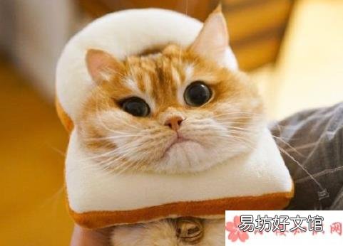 长辈养猫前后有哪些改变 养猫前后的长辈有什么变化