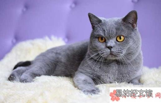长辈养猫前后有哪些改变 养猫前后的长辈有什么变化