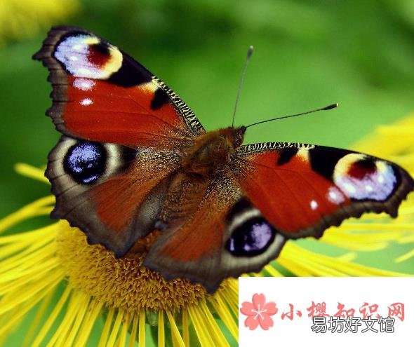 蝴蝶翅膀上的鳞片有什么作用?