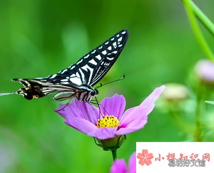 蝴蝶翅膀上的鳞片有什么作用?