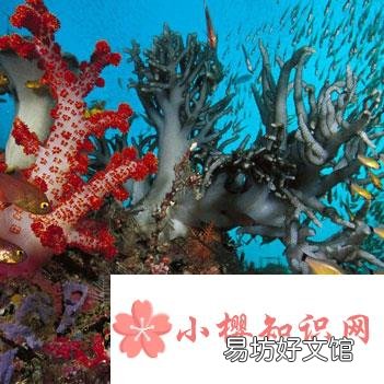 世界上最深的海是什么海?