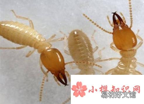 白蚁与气温升高有什么关系?