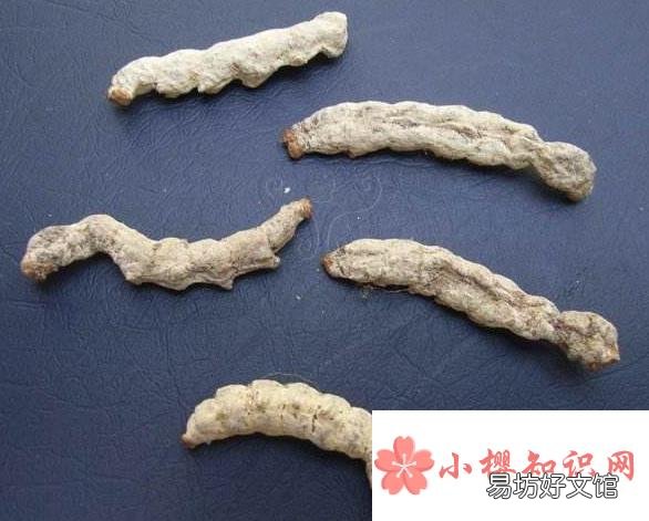 白僵菌为什么是菜青虫的克星?