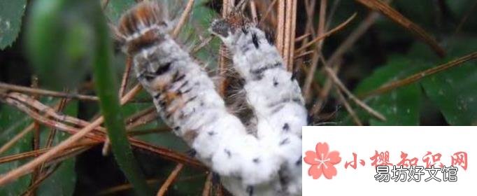 白僵菌为什么是菜青虫的克星?