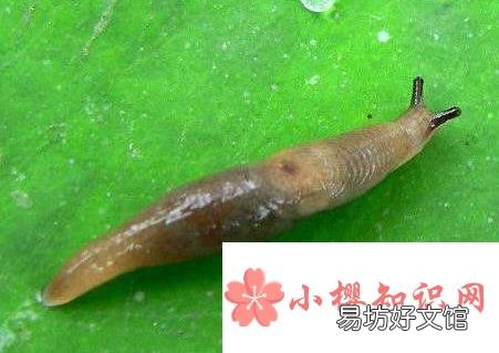 鼻涕虫为什么会拖鼻涕?