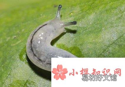 鼻涕虫为什么会拖鼻涕?