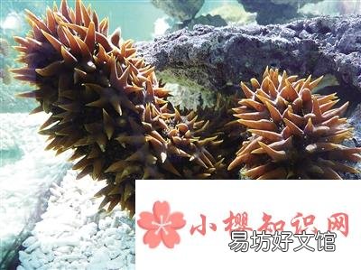 世界上最大的海参是什么?