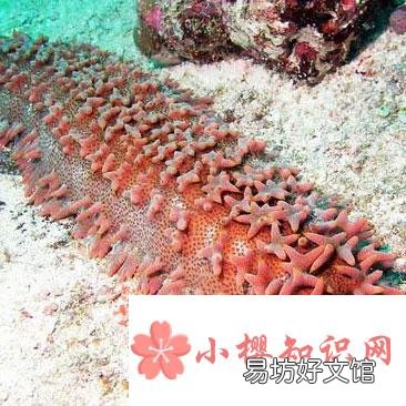 世界上最大的海参是什么?