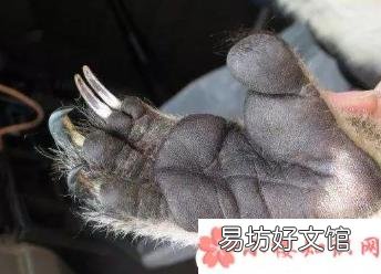蚂蚁庄园8月23日答案 以下哪种动物拥有和人类相似的指纹