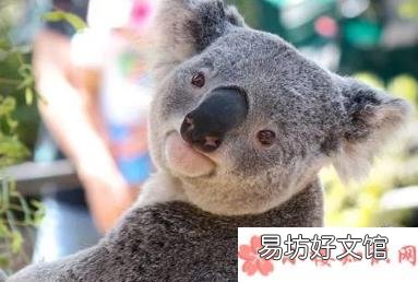 蚂蚁庄园8月23日答案 以下哪种动物拥有和人类相似的指纹