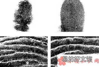 蚂蚁庄园8月23日答案 以下哪种动物拥有和人类相似的指纹
