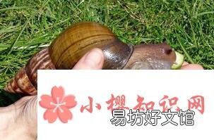 世界上最大的蜗牛是什么?