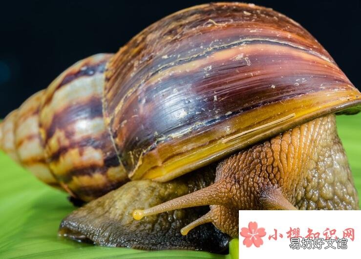 世界上最大的蜗牛是什么?