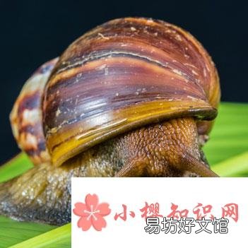 世界上最大的蜗牛是什么?