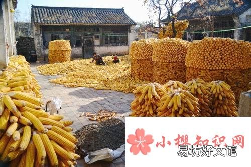 填仓节是什么节日?