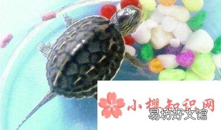 养龟为什么不能养双?
