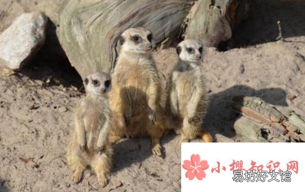 獴是所有毒蛇的克星吗?