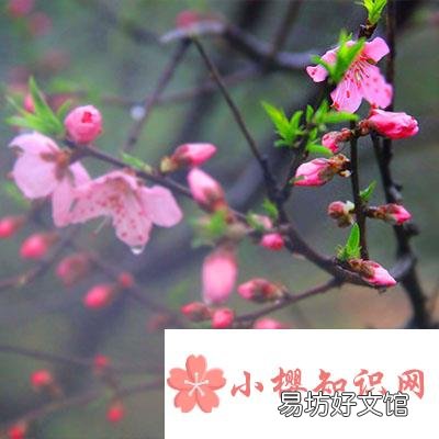 桃花什么时候开?
