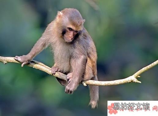最新蚂蚁庄园小课堂9月30日答案 猕猴群休息时一般由谁站岗