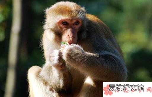 最新蚂蚁庄园小课堂9月30日答案 猕猴群休息时一般由谁站岗