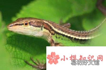 为什么说四脚蛇是有益的动物?