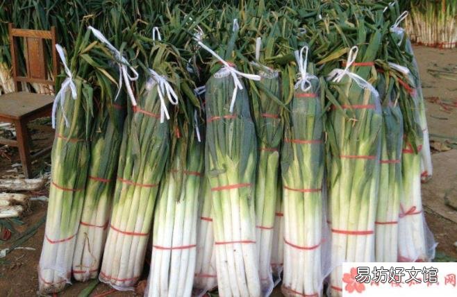 什么时候能吃到便宜大葱 大葱价格为什么连连上涨