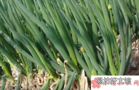 大葱还会继续涨价吗 大葱价格上涨的原因是什么