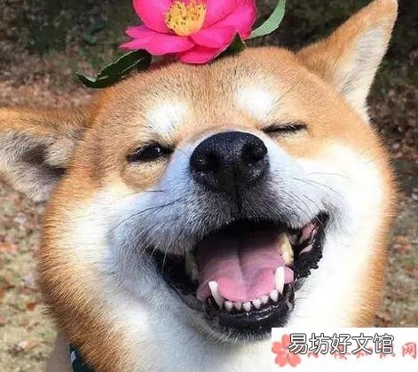 笑yue了是哪里的方言 笑yue了什么意思什么梗