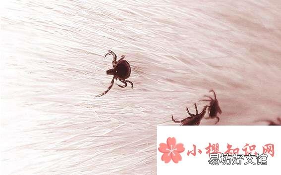 跳蚤有多大的弹跳力?