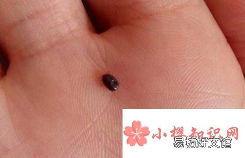 跳蚤有多大的弹跳力?