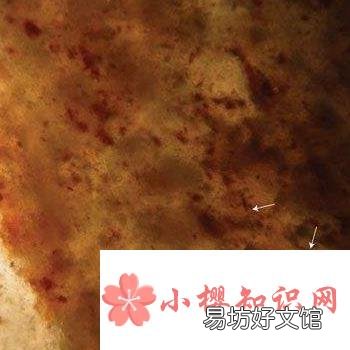 细菌可以保存为化石吗?
