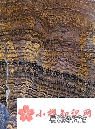 细菌可以保存为化石吗?
