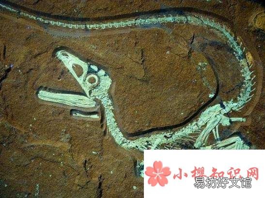 为什么只有很少的恐龙变成化石？