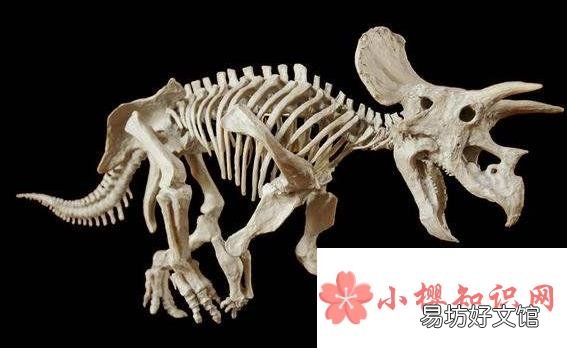 为什么只有很少的恐龙变成化石？
