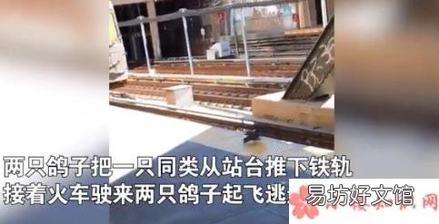 鸽子之间也有勾心斗角么 两只鸽子将同伴推下铁轨是怎么回事