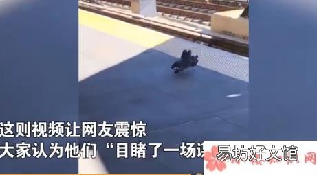 鸽子之间也有勾心斗角么 两只鸽子将同伴推下铁轨是怎么回事
