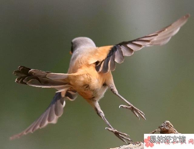 蚂蚁庄园5月10日答案 成语劳燕分飞中劳燕指的是什么