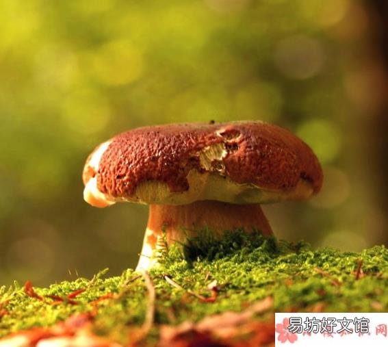 食用毒蘑菇后怎么自我急救 怎样鉴别野生的蘑菇是否有毒