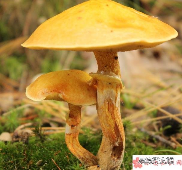 食用毒蘑菇后怎么自我急救 怎样鉴别野生的蘑菇是否有毒