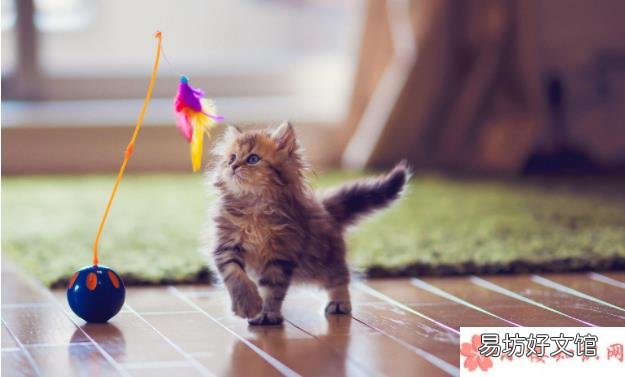 养一只宠物要花多少钱 穷养猫和富养猫有什么区别