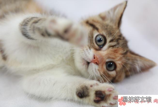 养一只宠物要花多少钱 穷养猫和富养猫有什么区别