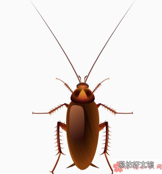 怎么灭蟑螂才最有效 蟑螂不能踩死吗